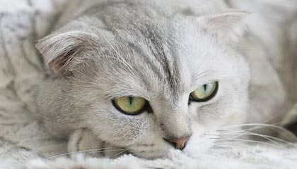 九游娱乐APP-中超球队比赛强度增加，竞技水平提升，中超球队比赛强度增加,竞技水平提升的原因